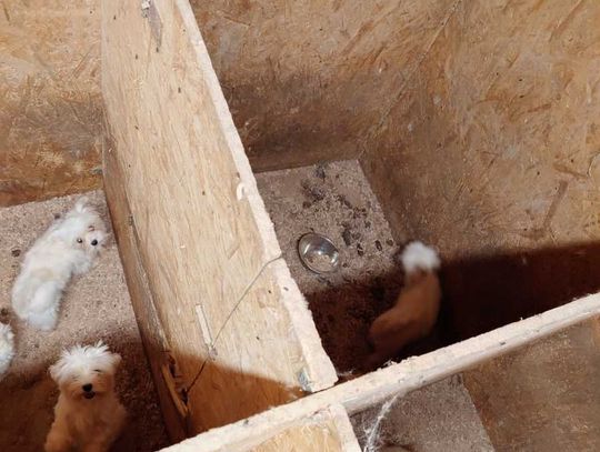 Tak wygląda „hodowla” psów rasowych, do której weszli obrońcy zwierząt z policją.