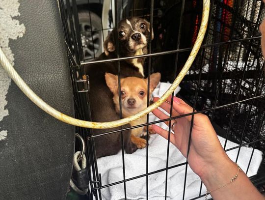 Tak wygląda „hodowla” psów rasowych, do której weszli obrońcy zwierząt z policją.