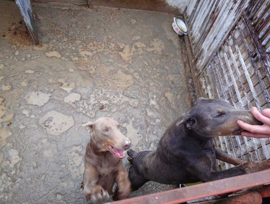 Tak wygląda „hodowla” psów rasowych, do której weszli obrońcy zwierząt z policją.