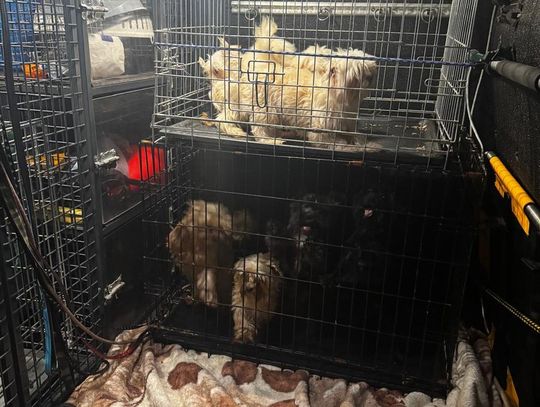 Tak wygląda „hodowla” psów rasowych, do której weszli obrońcy zwierząt z policją.