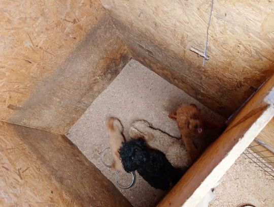 Tak wygląda „hodowla” psów rasowych, do której weszli obrońcy zwierząt z policją.