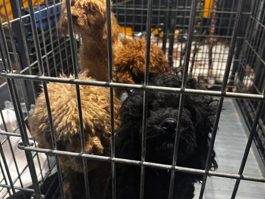 Tak wygląda nielegalna fabryka rasowych psów [ZDJĘCIA]