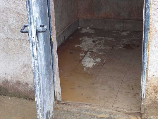 Tak wygląda „hodowla” psów rasowych, do której weszli obrońcy zwierząt z policją.