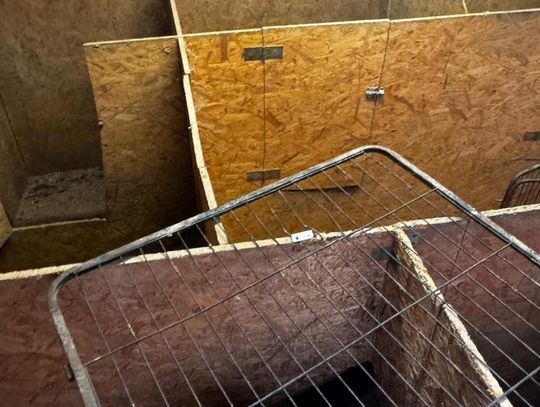 Tak wygląda „hodowla” psów rasowych, do której weszli obrońcy zwierząt z policją.