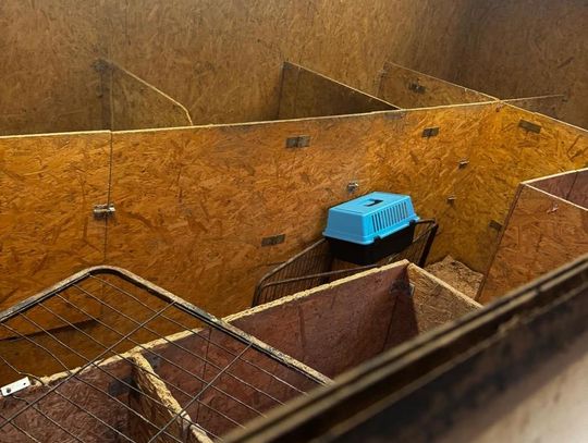 Tak wygląda „hodowla” psów rasowych, do której weszli obrońcy zwierząt z policją.