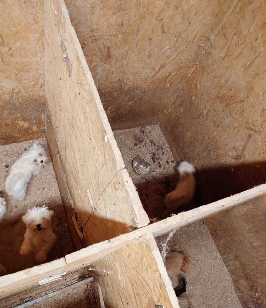 Tak wygląda „hodowla” psów rasowych, do której weszli obrońcy zwierząt z policją.