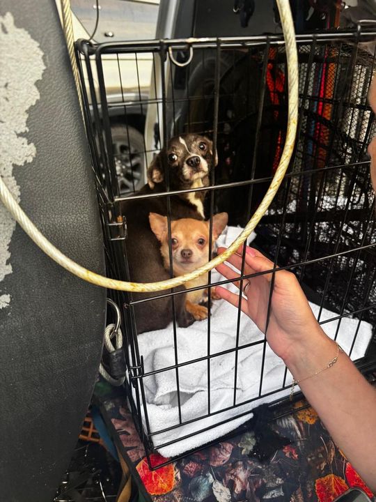 Tak wygląda „hodowla” psów rasowych, do której weszli obrońcy zwierząt z policją.