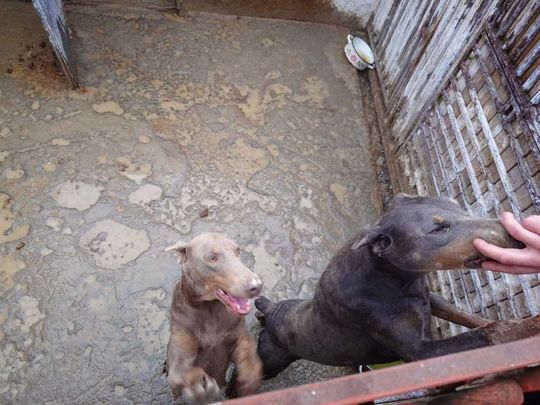 Tak wygląda „hodowla” psów rasowych, do której weszli obrońcy zwierząt z policją.