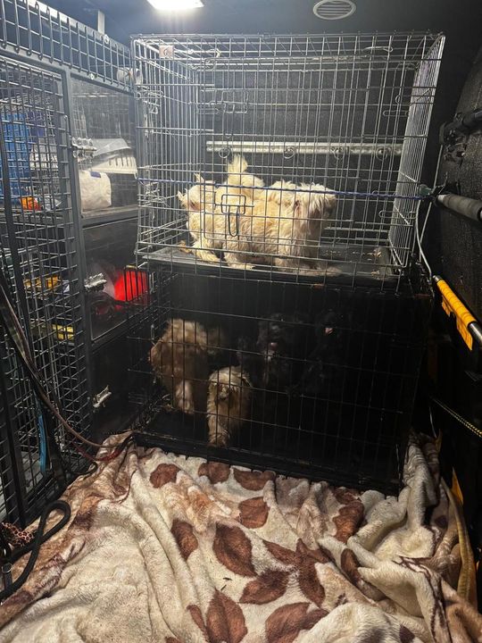 Tak wygląda „hodowla” psów rasowych, do której weszli obrońcy zwierząt z policją.