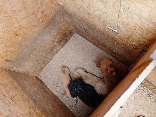 Tak wygląda „hodowla” psów rasowych, do której weszli obrońcy zwierząt z policją.