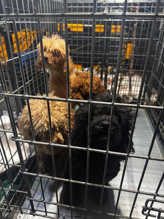 Tak wygląda „hodowla” psów rasowych, do której weszli obrońcy zwierząt z policją.