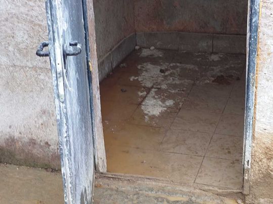 Tak wygląda „hodowla” psów rasowych, do której weszli obrońcy zwierząt z policją.