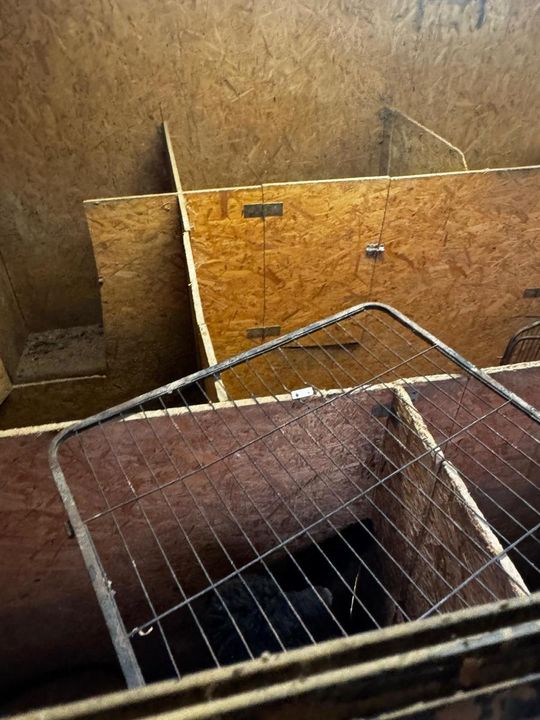 Tak wygląda „hodowla” psów rasowych, do której weszli obrońcy zwierząt z policją.