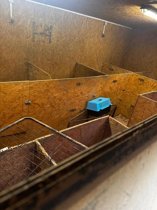 Tak wygląda „hodowla” psów rasowych, do której weszli obrońcy zwierząt z policją.