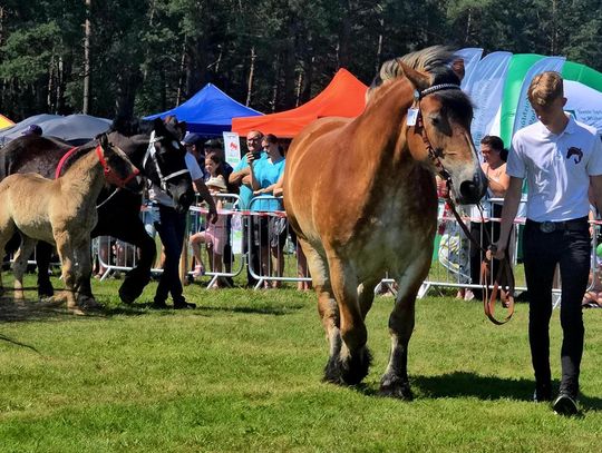 Lubelskie: Wojewódzka Wystawa Koni Zimnokrwistych w Tucznej [GALERIA ZDJĘĆ]