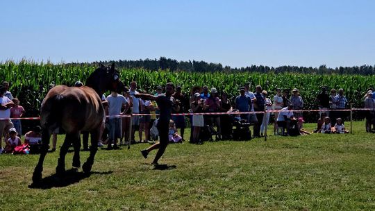 Wojewódzka Wystawa Koni Zimnokrwistych w Tucznej [GALERIA ZDJĘĆ]