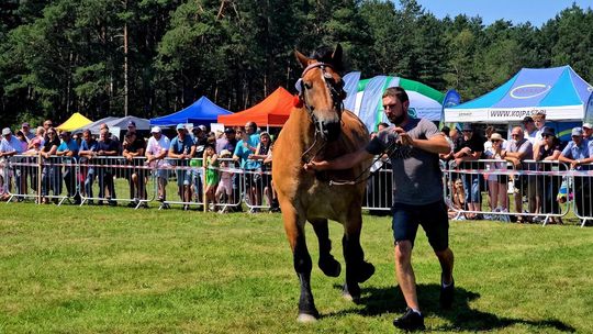 Wojewódzka Wystawa Koni Zimnokrwistych w Tucznej [GALERIA ZDJĘĆ]
