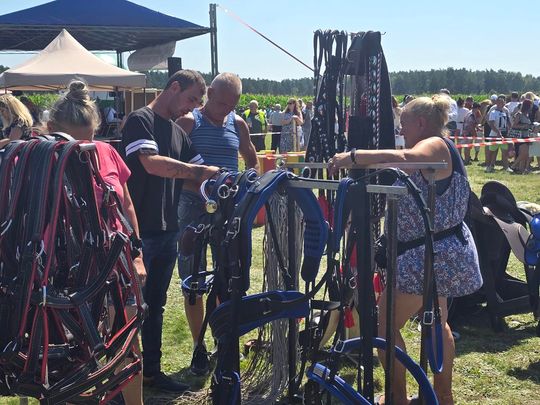 Wojewódzka Wystawa Koni Zimnokrwistych w Tucznej [GALERIA ZDJĘĆ]