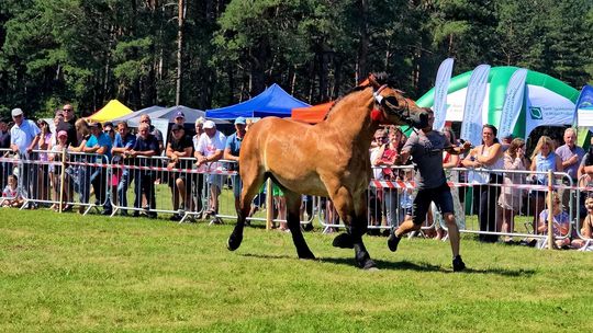 Wojewódzka Wystawa Koni Zimnokrwistych w Tucznej [GALERIA ZDJĘĆ]