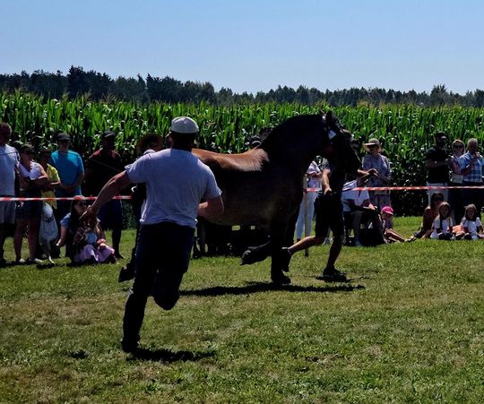 Wojewódzka Wystawa Koni Zimnokrwistych w Tucznej [GALERIA ZDJĘĆ]