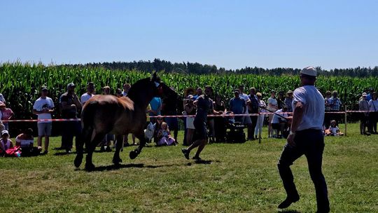 Wojewódzka Wystawa Koni Zimnokrwistych w Tucznej [GALERIA ZDJĘĆ]