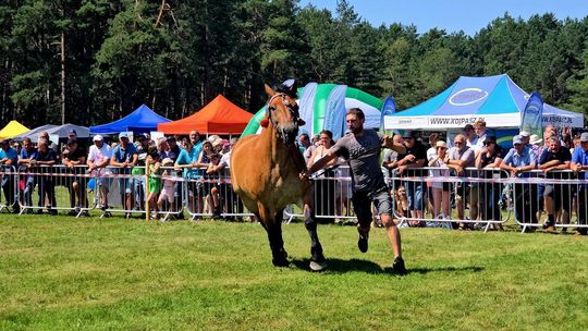 Wojewódzka Wystawa Koni Zimnokrwistych w Tucznej [GALERIA ZDJĘĆ]