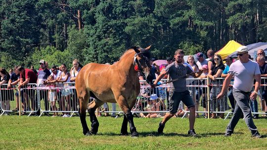 Wojewódzka Wystawa Koni Zimnokrwistych w Tucznej [GALERIA ZDJĘĆ]