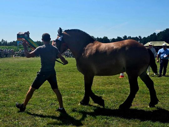 Wojewódzka Wystawa Koni Zimnokrwistych w Tucznej [GALERIA ZDJĘĆ]