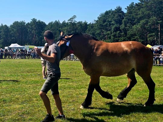 Wojewódzka Wystawa Koni Zimnokrwistych w Tucznej [GALERIA ZDJĘĆ]