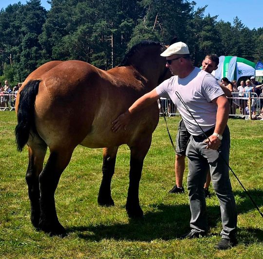 Wojewódzka Wystawa Koni Zimnokrwistych w Tucznej [GALERIA ZDJĘĆ]
