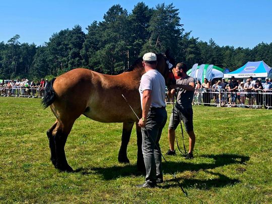 Wojewódzka Wystawa Koni Zimnokrwistych w Tucznej [GALERIA ZDJĘĆ]