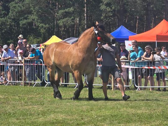 Wojewódzka Wystawa Koni Zimnokrwistych w Tucznej [GALERIA ZDJĘĆ]