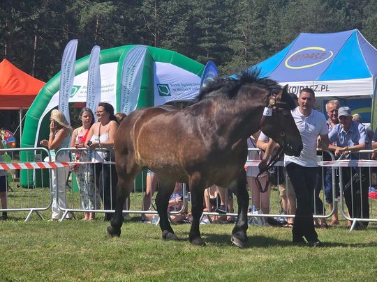 Wojewódzka Wystawa Koni Zimnokrwistych w Tucznej [GALERIA ZDJĘĆ]