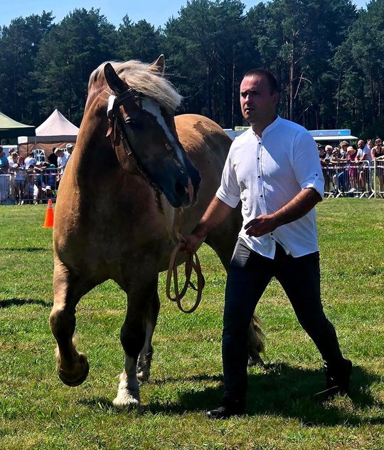 Wojewódzka Wystawa Koni Zimnokrwistych w Tucznej [GALERIA ZDJĘĆ]