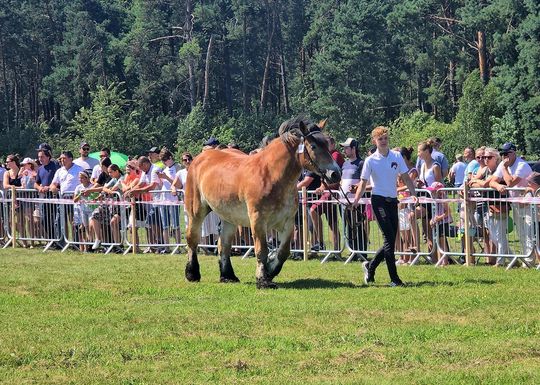 Wojewódzka Wystawa Koni Zimnokrwistych w Tucznej [GALERIA ZDJĘĆ]