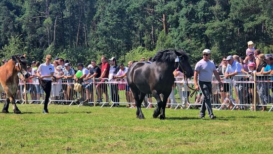 Wojewódzka Wystawa Koni Zimnokrwistych w Tucznej [GALERIA ZDJĘĆ]