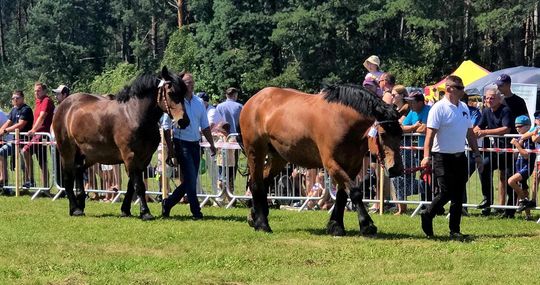 Wojewódzka Wystawa Koni Zimnokrwistych w Tucznej [GALERIA ZDJĘĆ]