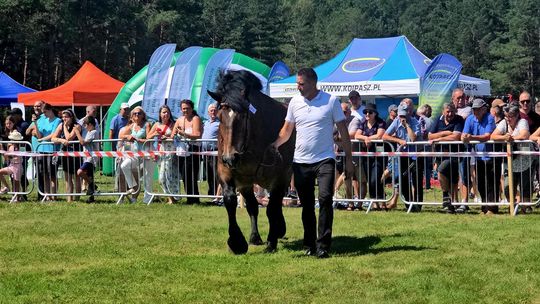 Wojewódzka Wystawa Koni Zimnokrwistych w Tucznej [GALERIA ZDJĘĆ]
