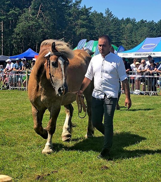 Wojewódzka Wystawa Koni Zimnokrwistych w Tucznej [GALERIA ZDJĘĆ]