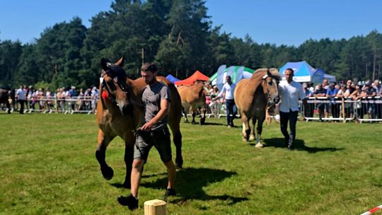 Wojewódzka Wystawa Koni Zimnokrwistych w Tucznej [GALERIA ZDJĘĆ]