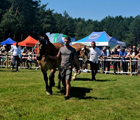Wojewódzka Wystawa Koni Zimnokrwistych w Tucznej [GALERIA ZDJĘĆ]