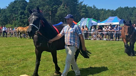 Wojewódzka Wystawa Koni Zimnokrwistych w Tucznej [GALERIA ZDJĘĆ]