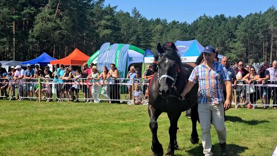 Wojewódzka Wystawa Koni Zimnokrwistych w Tucznej [GALERIA ZDJĘĆ]