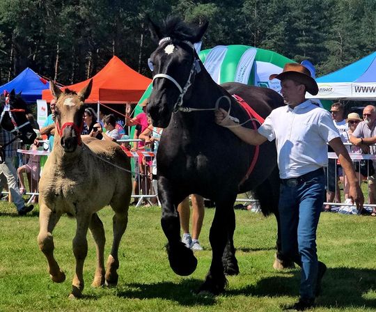 Wojewódzka Wystawa Koni Zimnokrwistych w Tucznej [GALERIA ZDJĘĆ]