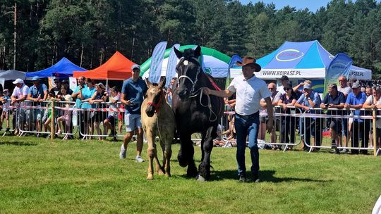 Wojewódzka Wystawa Koni Zimnokrwistych w Tucznej [GALERIA ZDJĘĆ]