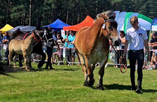 Wojewódzka Wystawa Koni Zimnokrwistych w Tucznej [GALERIA ZDJĘĆ]