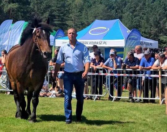 Wojewódzka Wystawa Koni Zimnokrwistych w Tucznej [GALERIA ZDJĘĆ]
