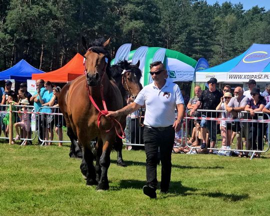 Wojewódzka Wystawa Koni Zimnokrwistych w Tucznej [GALERIA ZDJĘĆ]