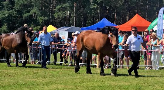 Wojewódzka Wystawa Koni Zimnokrwistych w Tucznej [GALERIA ZDJĘĆ]