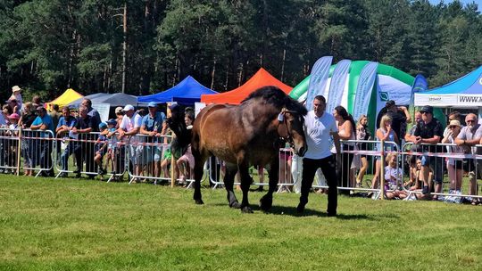 Wojewódzka Wystawa Koni Zimnokrwistych w Tucznej [GALERIA ZDJĘĆ]